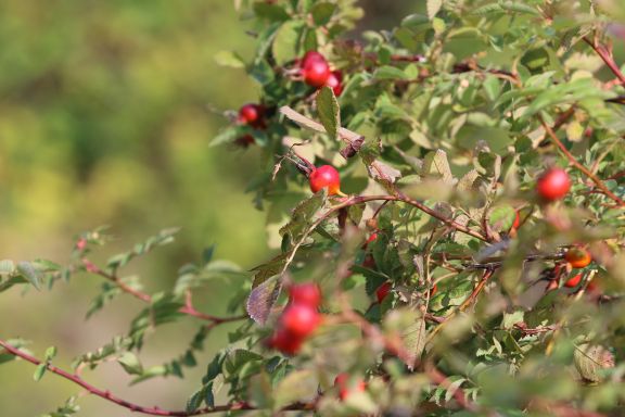 Rose hips on campus