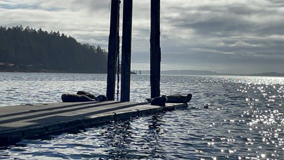 Seals resting on the Brentwood docks in the morning