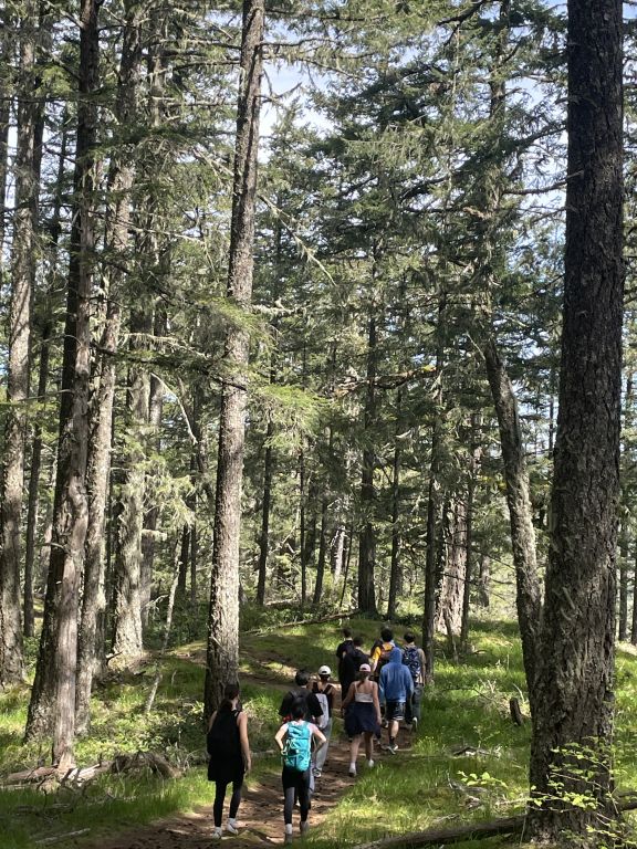 Students follow a forest path through tall trees on a sunny day