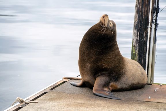 A massive sea lion baths in sunlight on the campus dock, nose raised to the sky