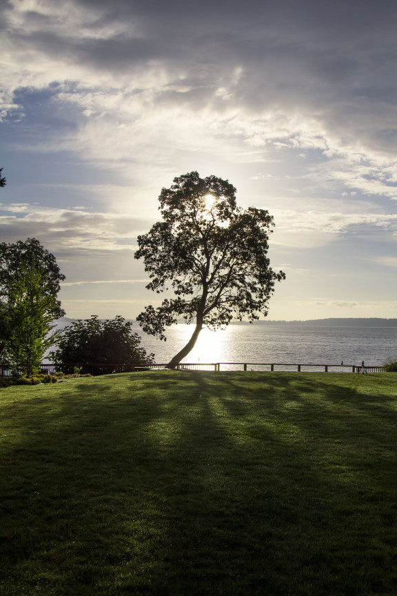 An arbutus tree in the sun with the ocean in the background
