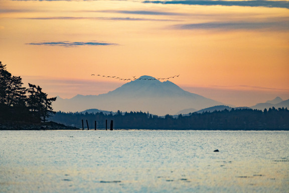 Mount Baker at sunrise with birds flying across the sky