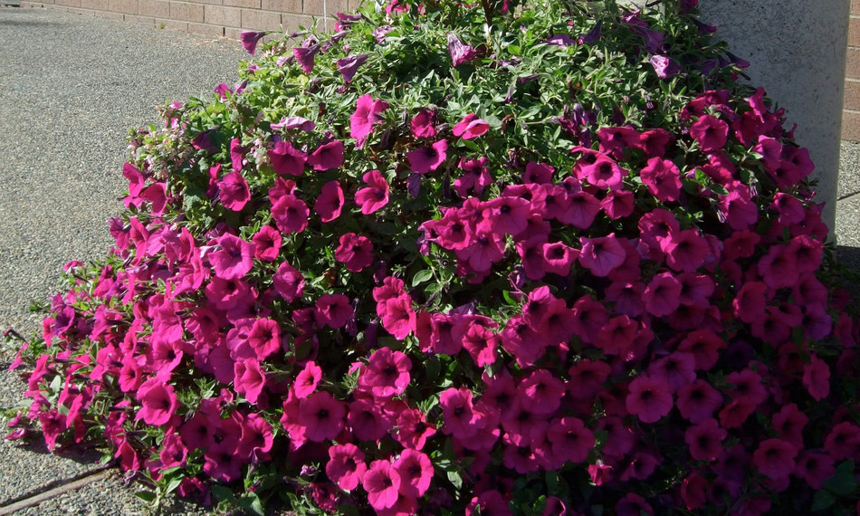 Brian Minter, BC Garden Guru, on stage at the T. Gil Bunch – Sept 15