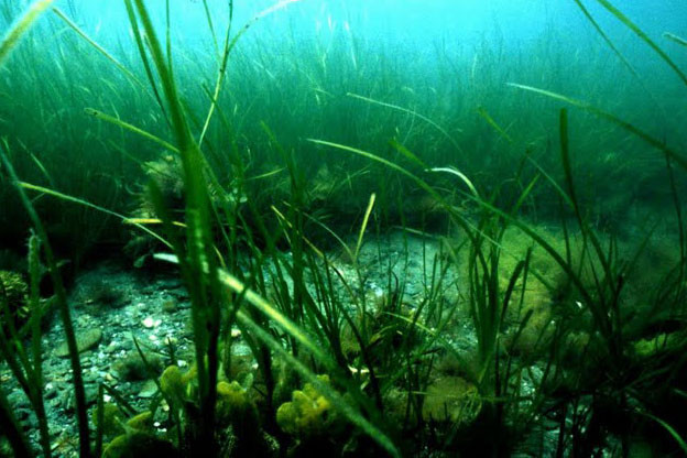 Brentwood’s CANARIE: Mining Ocean Data