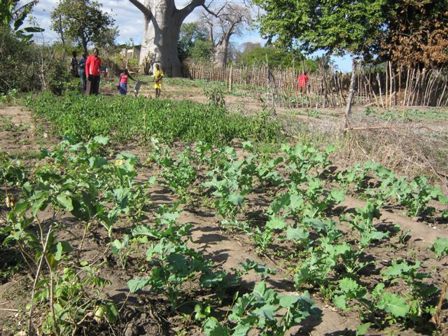 Brentwood Wells Encourage Gardening at Munakandi Community Basic School