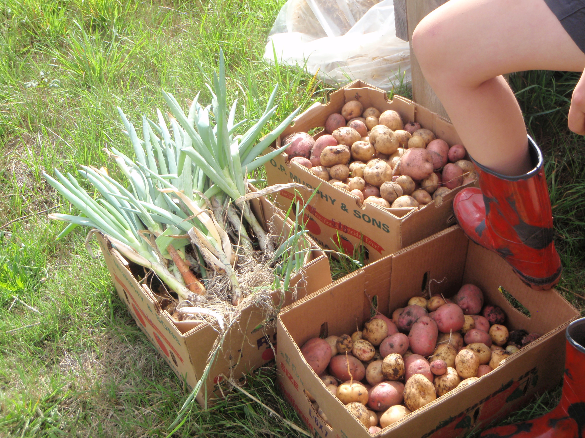 Harvesting Onions and Spuds
