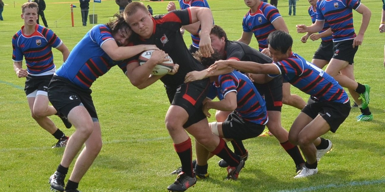 First XV Harness Blue Jags