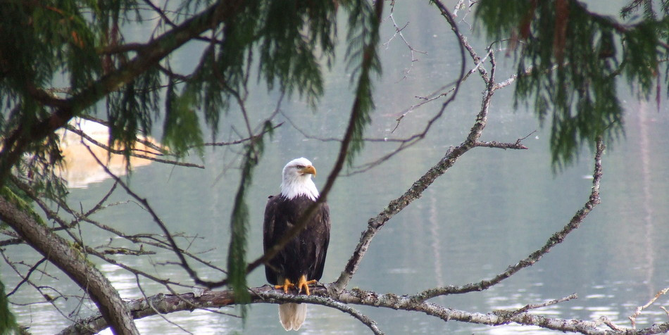 Eddie The Eagle