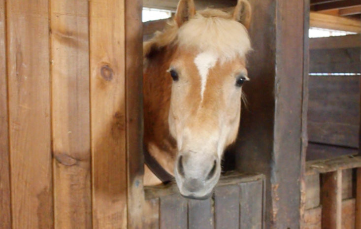 Horsing Around: Reflections on the Cowichan Therapeutic Riding Association
