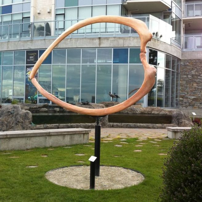 Hunwick’s Whale of a Sculpture