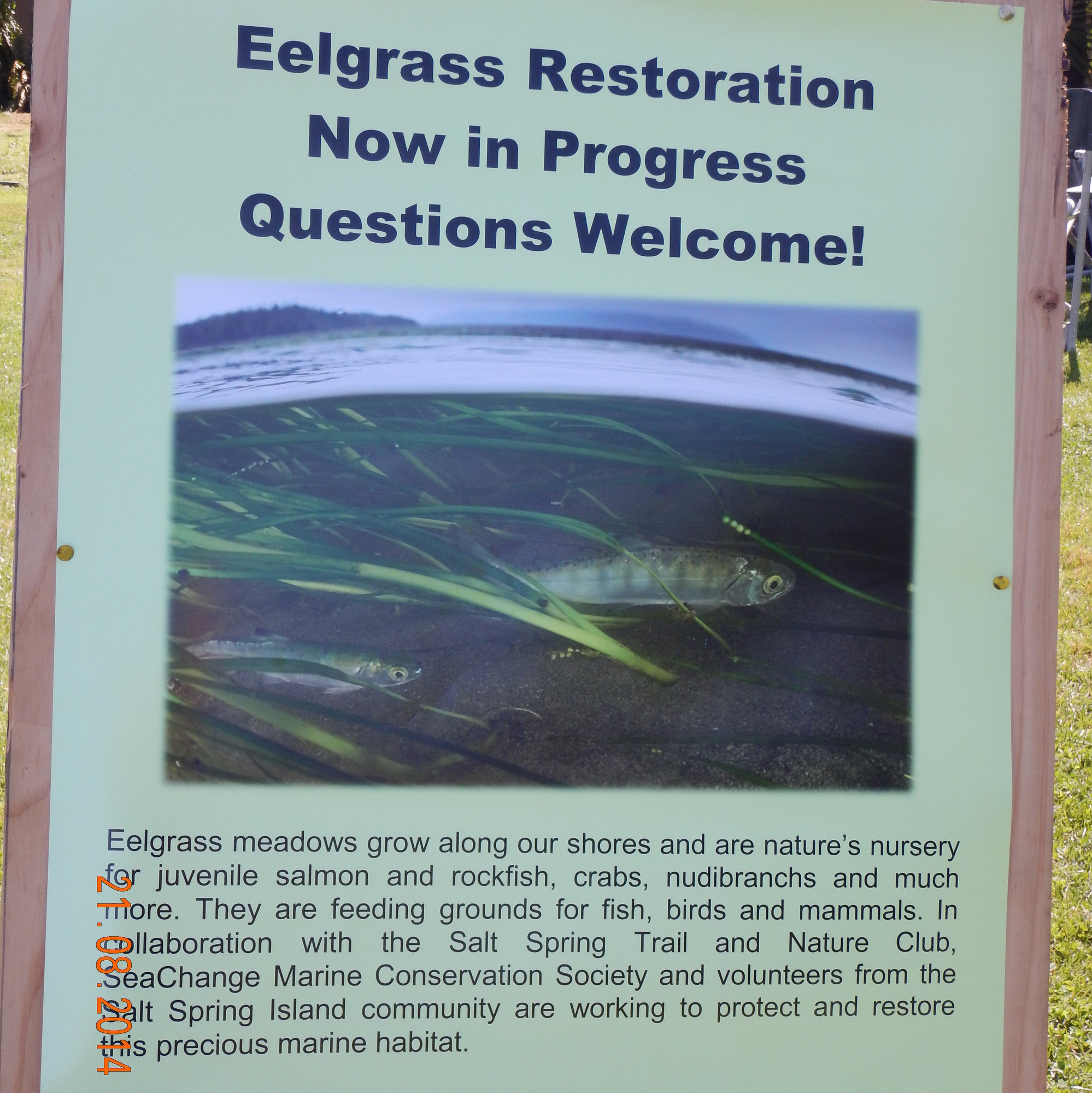 Eelgrass Anyone?