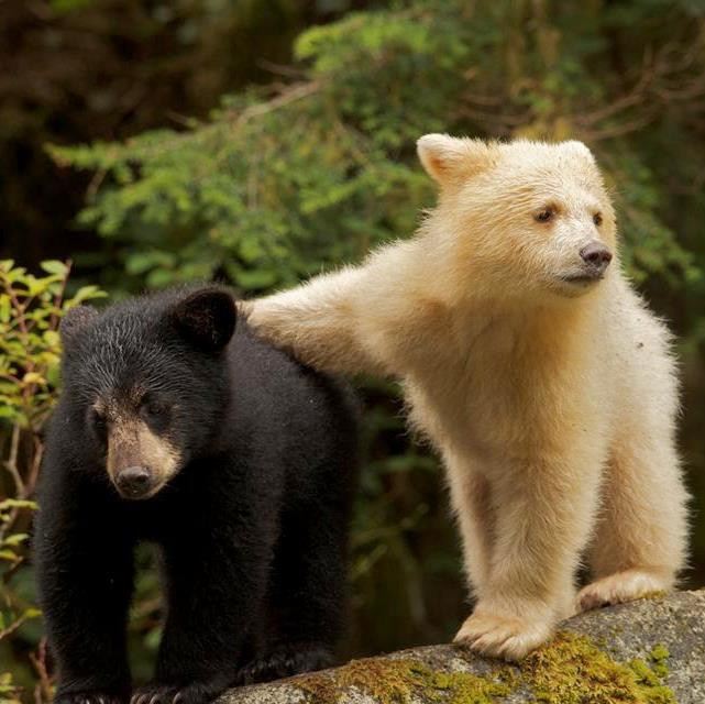 The Great Bear Rainforest & the Importance of Sustaining this Incredibly Diverse Ecosystem