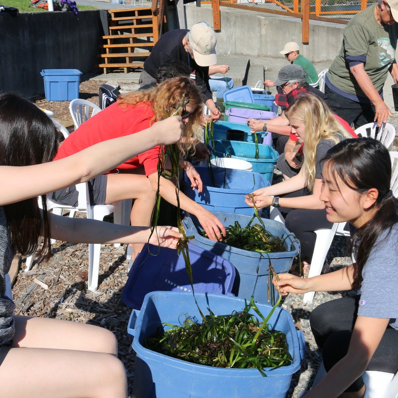 BEAT: Saving Our Oceans One Eelgrass Shoot at a Time