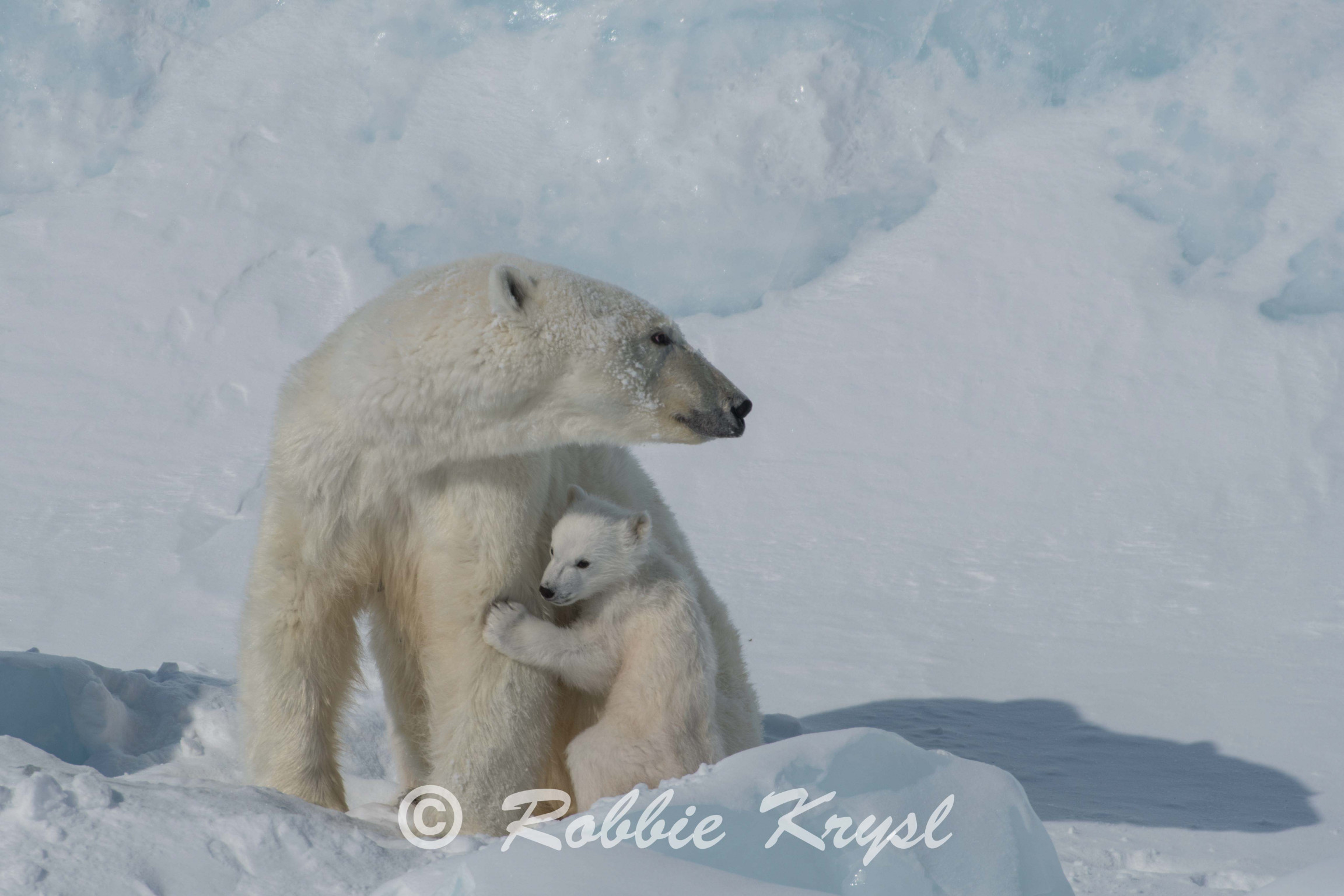 Wildlife Photography Competition