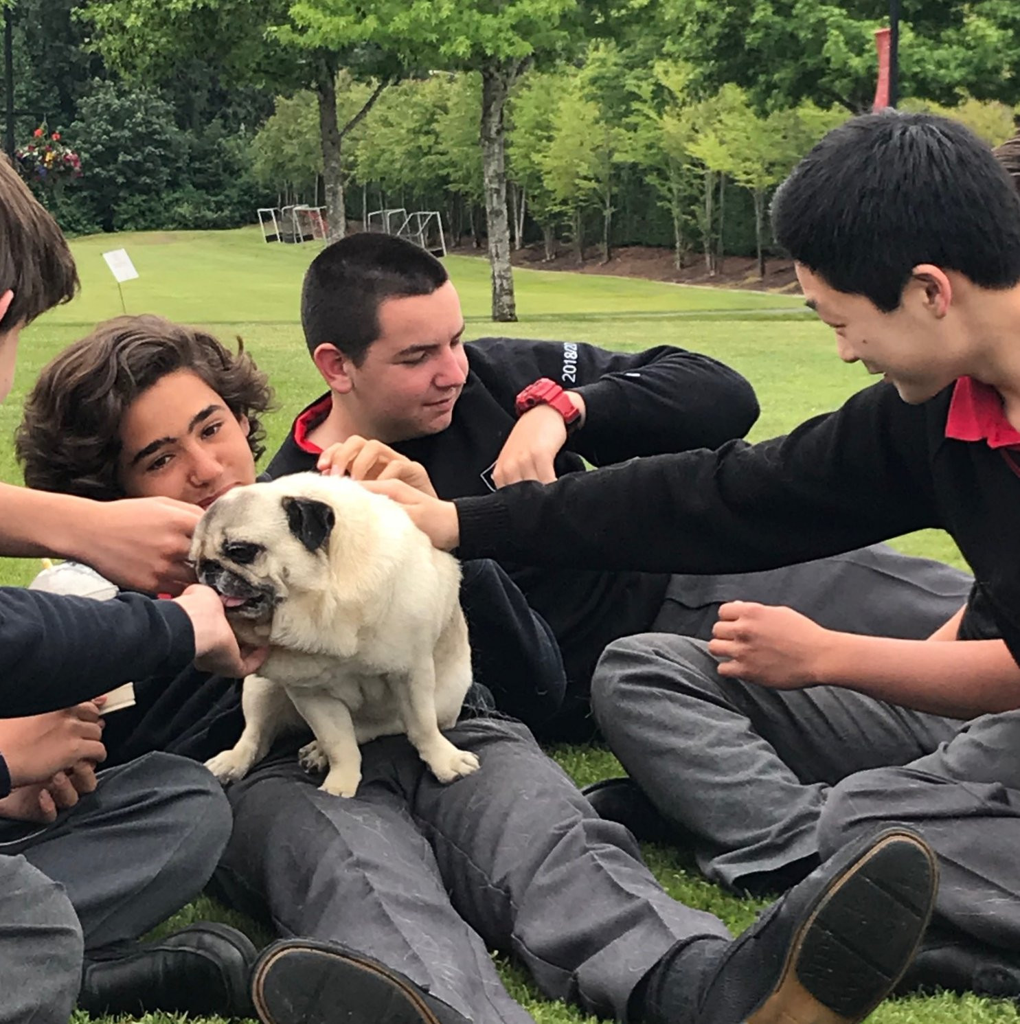 Pug Day 2019