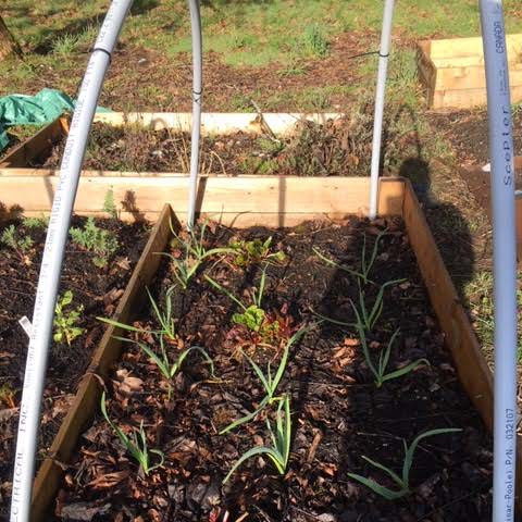 Living Green at Home