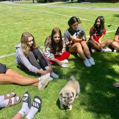 Pug Day 1