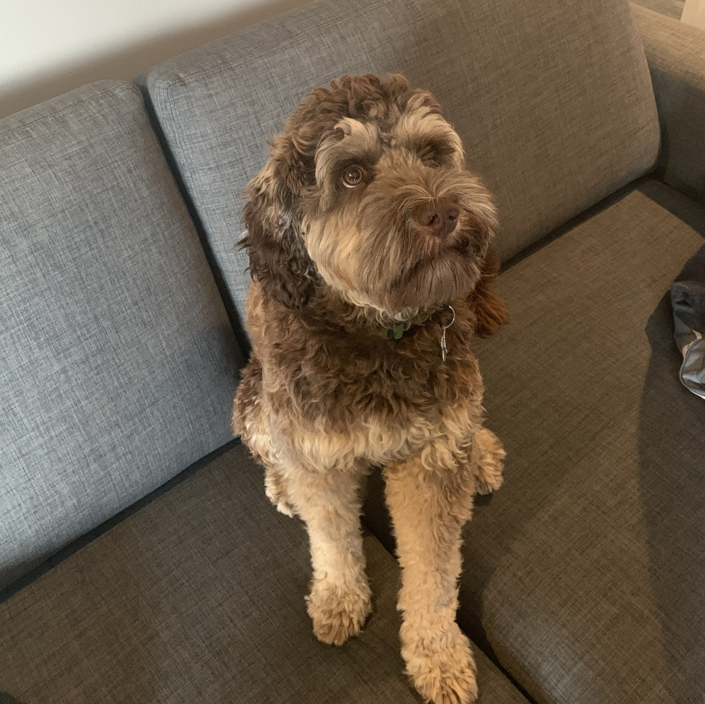 Bentley – Whittall’s Untalkative Housemate
