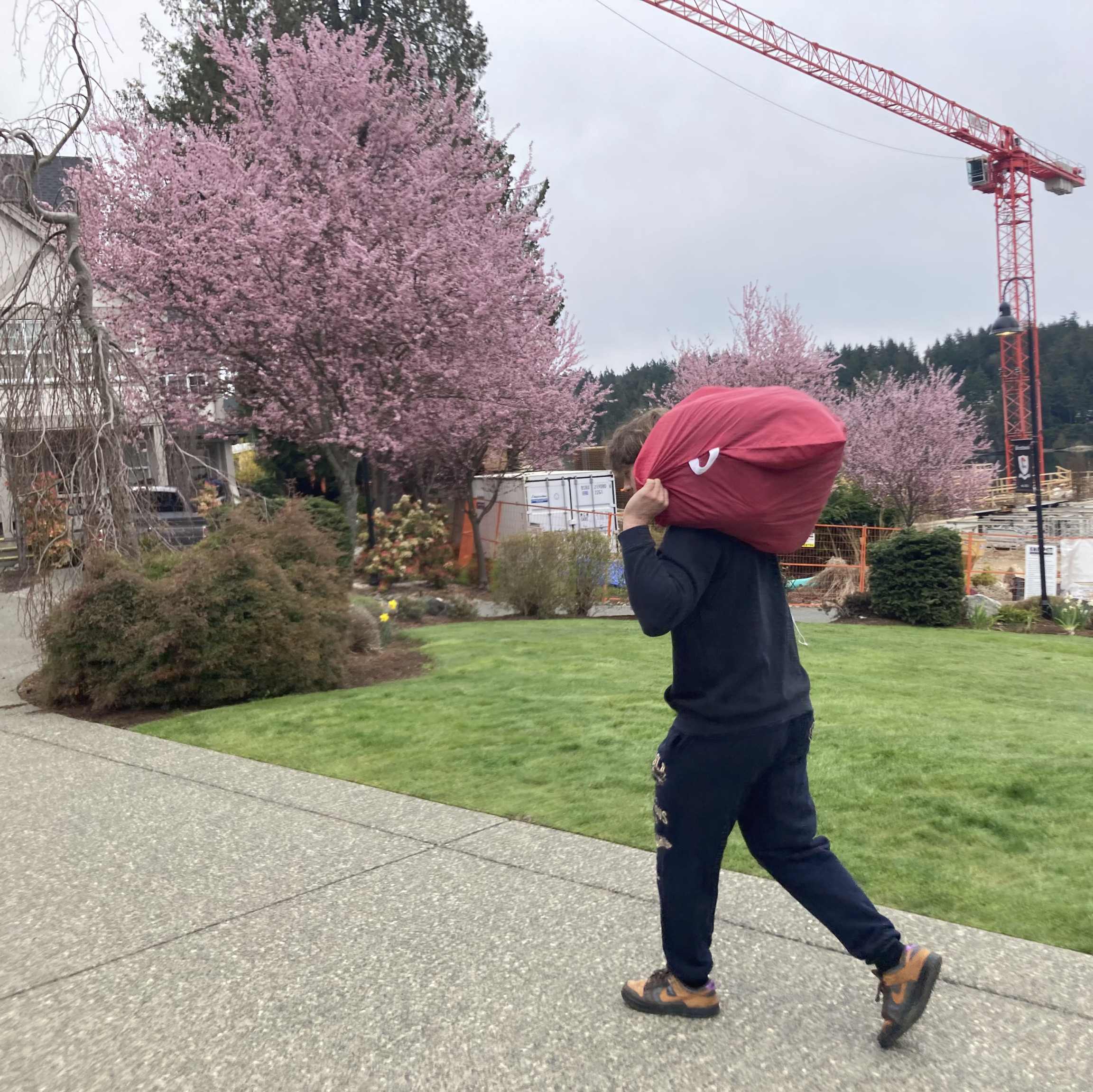 Cherry blossoms
