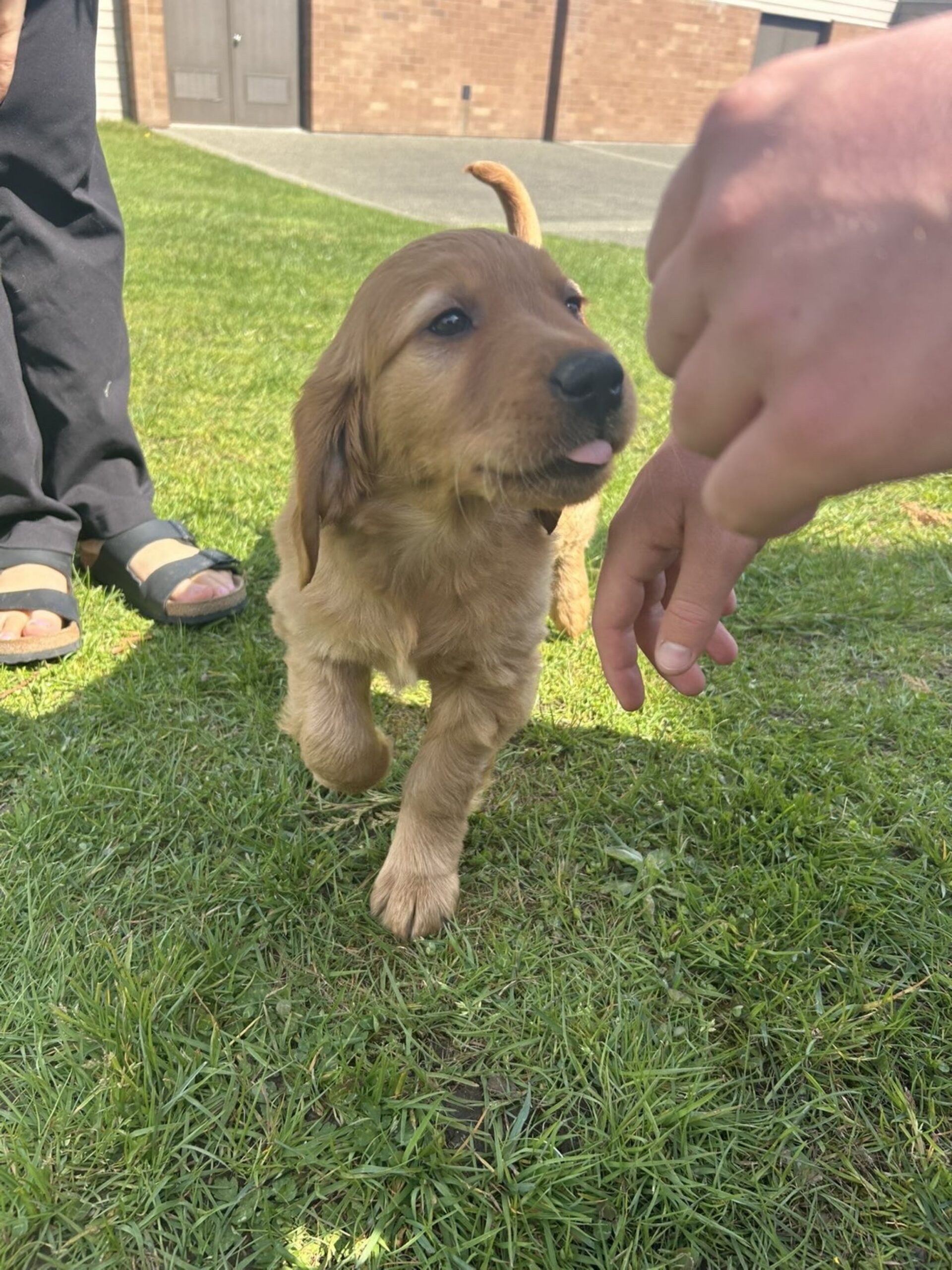 Magical, but Not a Unicorn: Ellis’ Newest Member