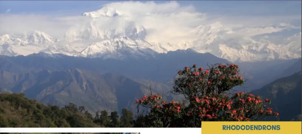 A photo from Brentwood's Everest student trip