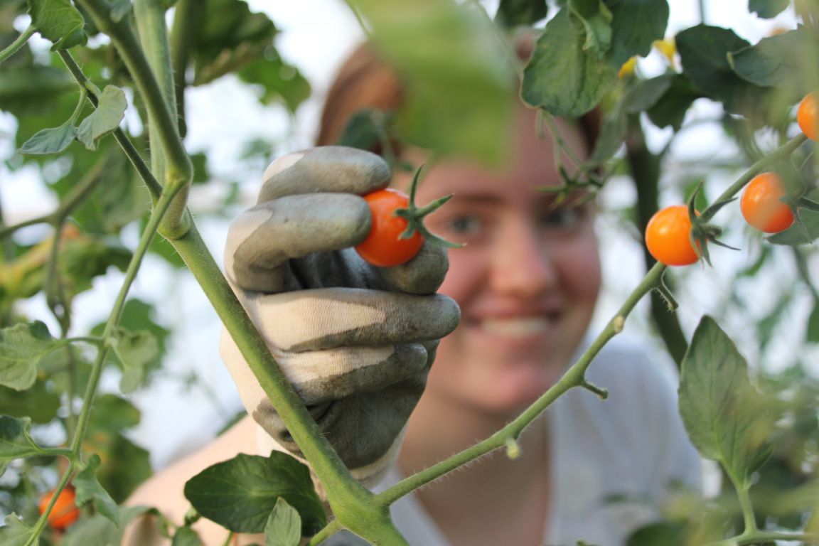 Student harvesting fresh cherry tomato from the vine