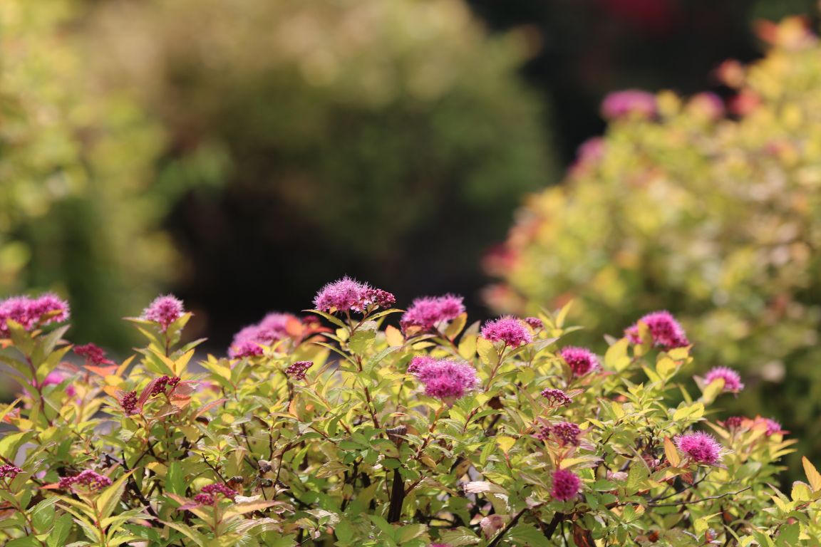 Flowers blooming on campus