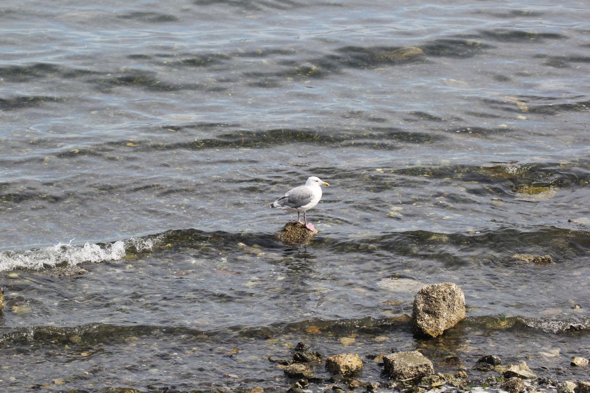 Seagull resting on a beach rock along campus shoreline