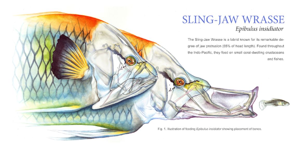 Student scientific illustration of a sling-jaw wrasse showing form and function
