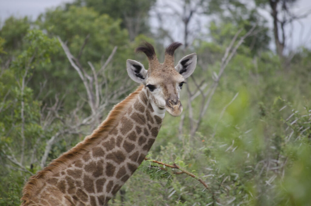 A photo from Brentwood's eSwatini student trip