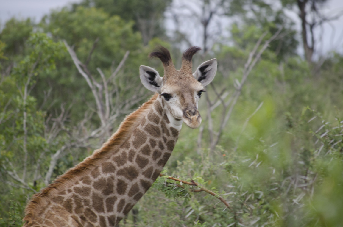 A photo from Brentwood's eSwatini student trip