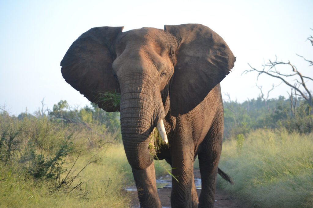 A photo from Brentwood's eSwatini student trip