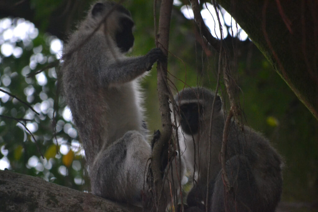A photo from Brentwood's eSwatini student trip