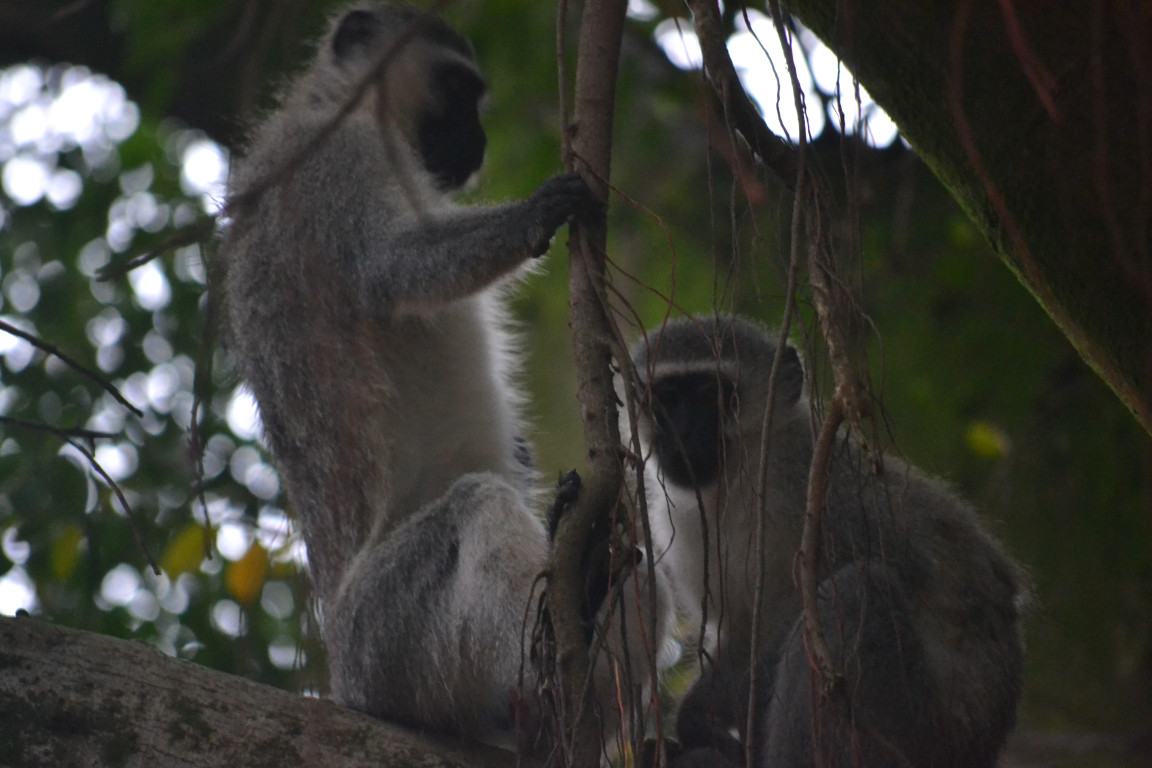 A photo from Brentwood's eSwatini student trip