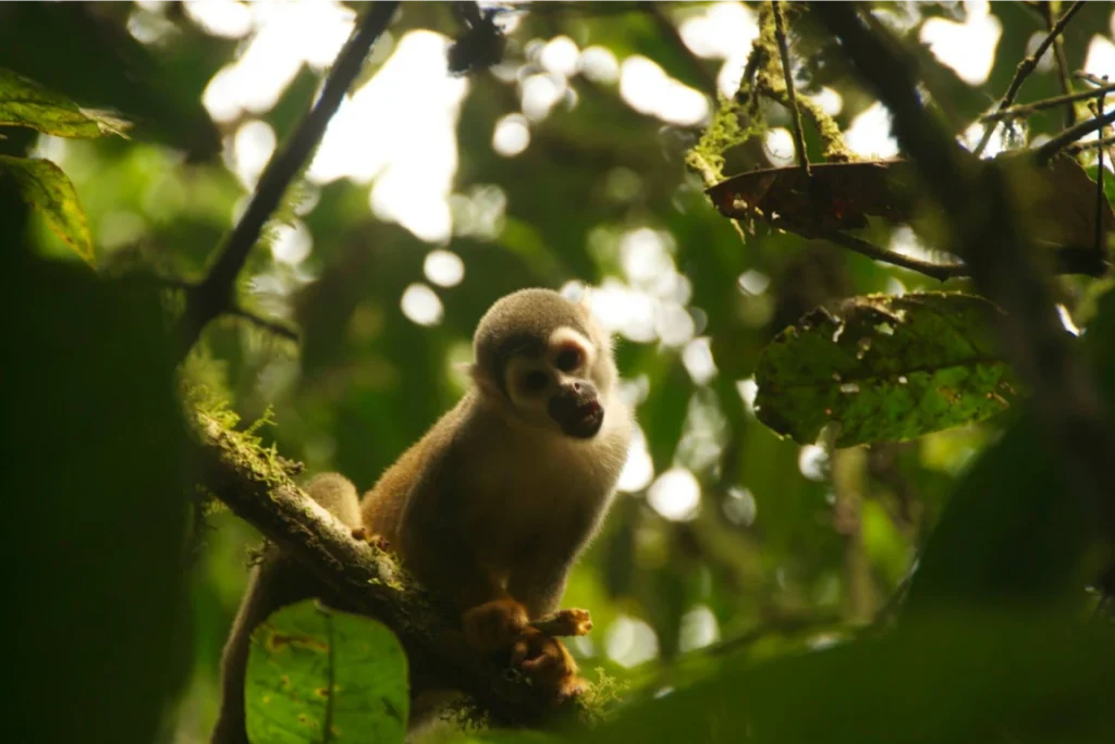 A photo from Brentwood's Amazon student trip