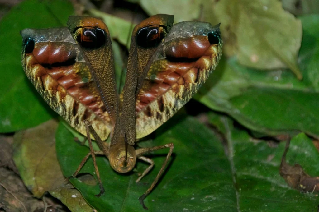 A photo from Brentwood's Amazon student trip