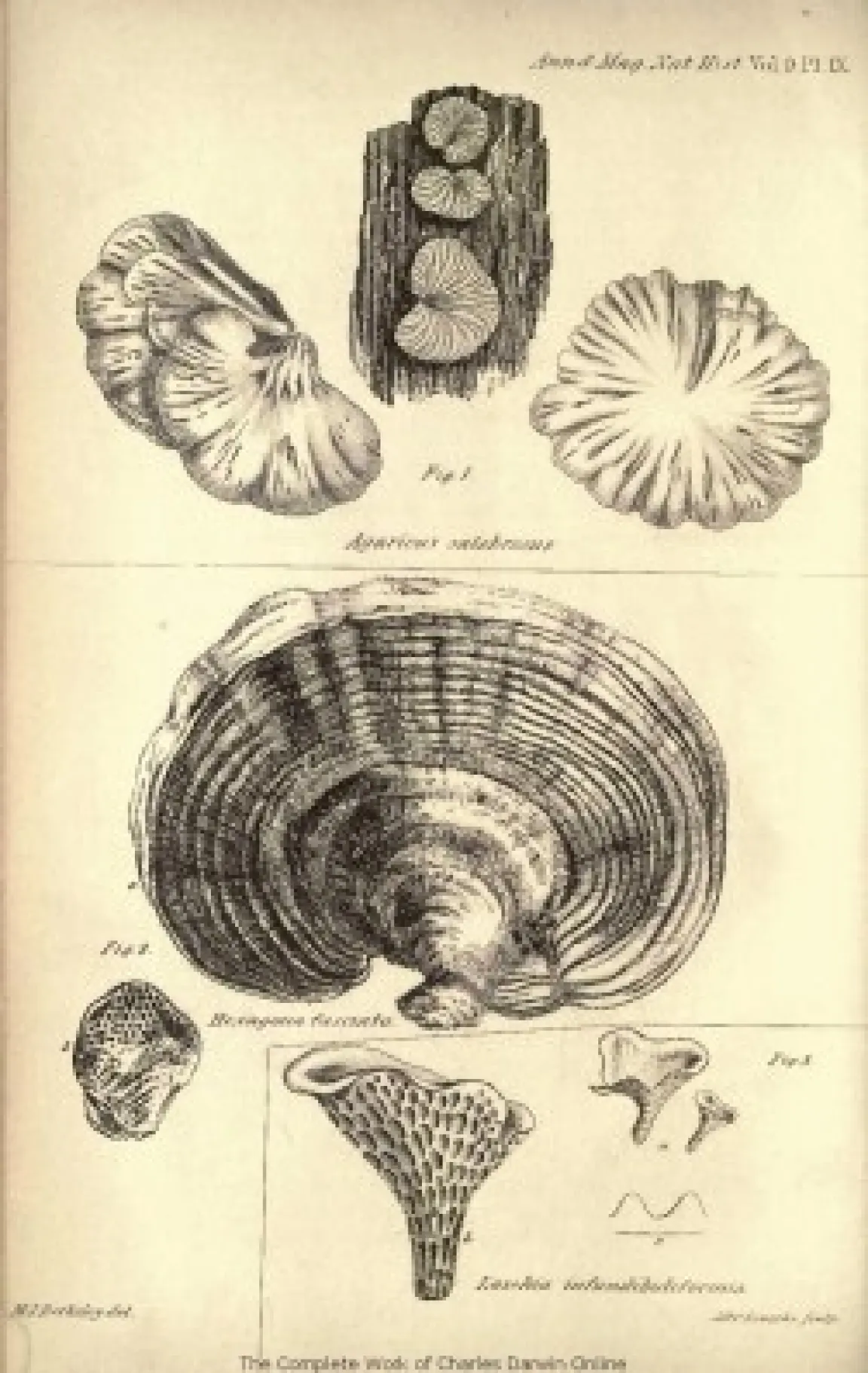 Vintage 1842 scientific illustration plate of fungi species