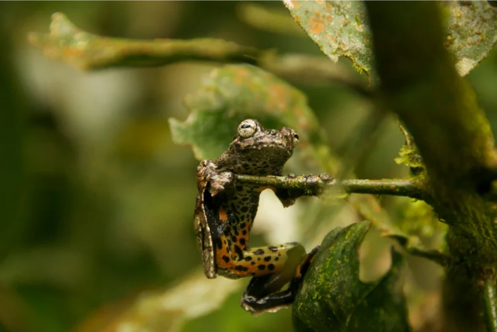 A photo from Brentwood's Amazon student trip