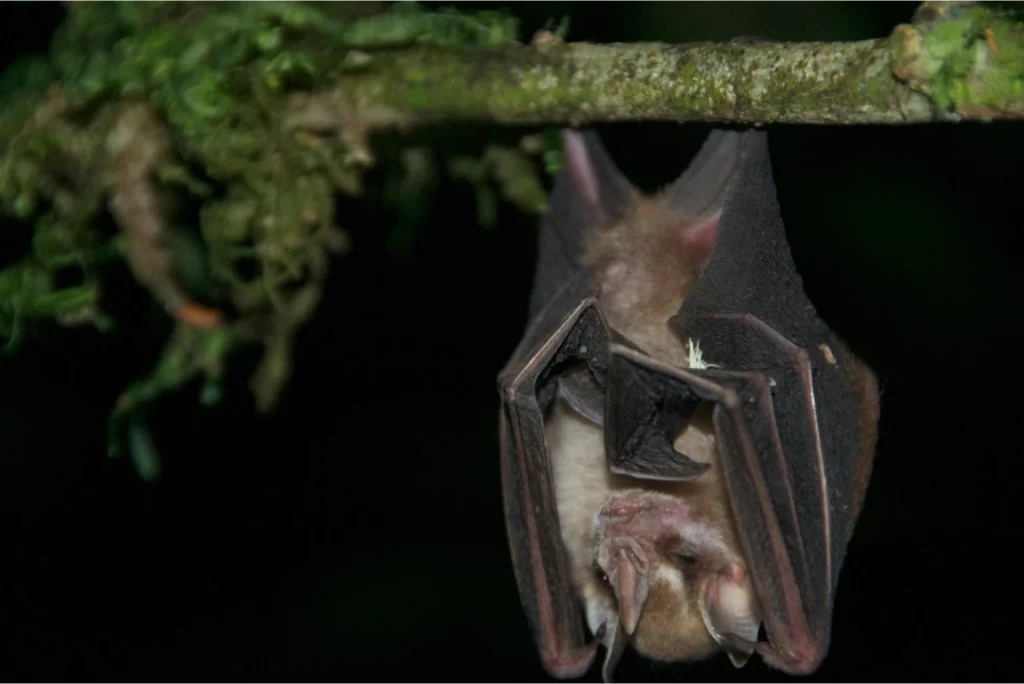 A photo from Brentwood's Amazon student trip