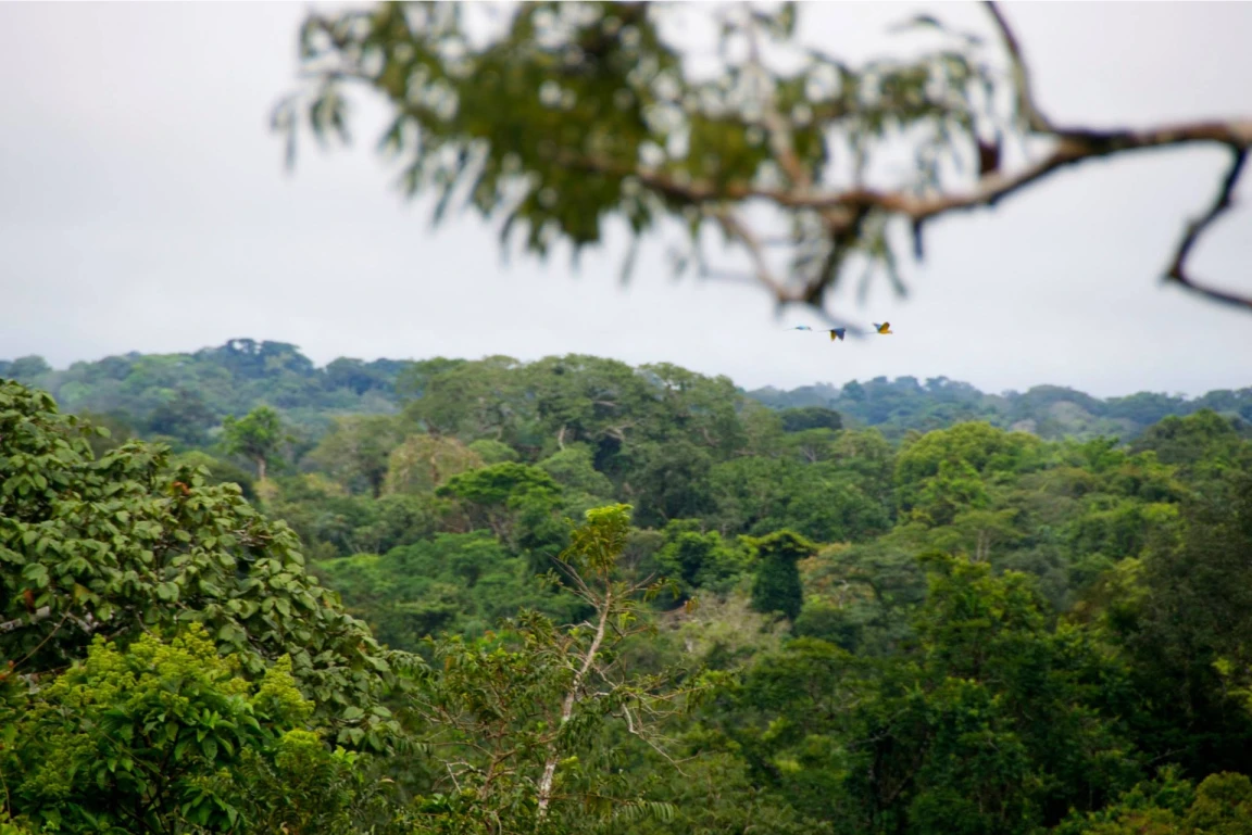 A photo from Brentwood's Amazon student trip