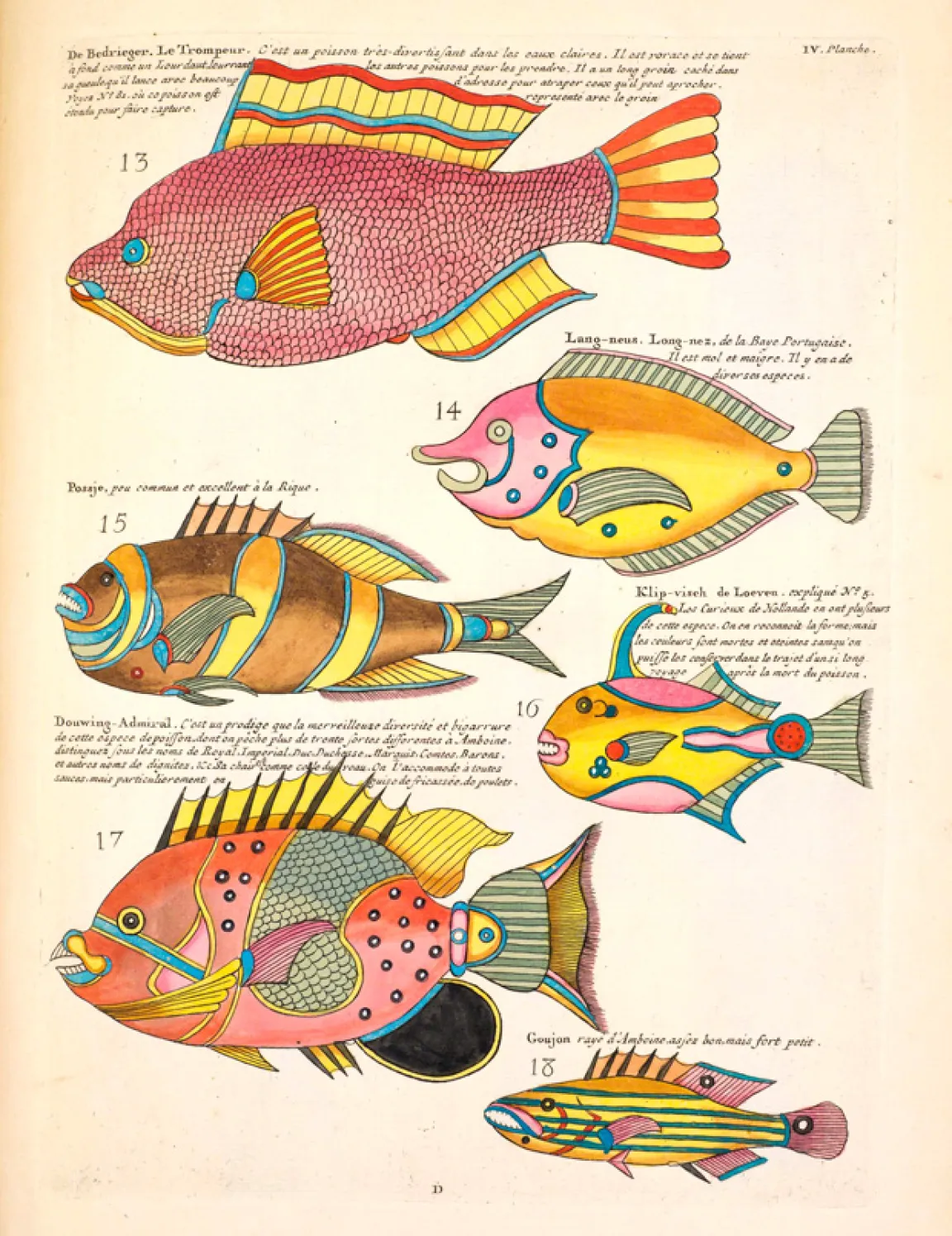 Vintage hand-coloured scientific illustration of tropical fish by Louis Renard