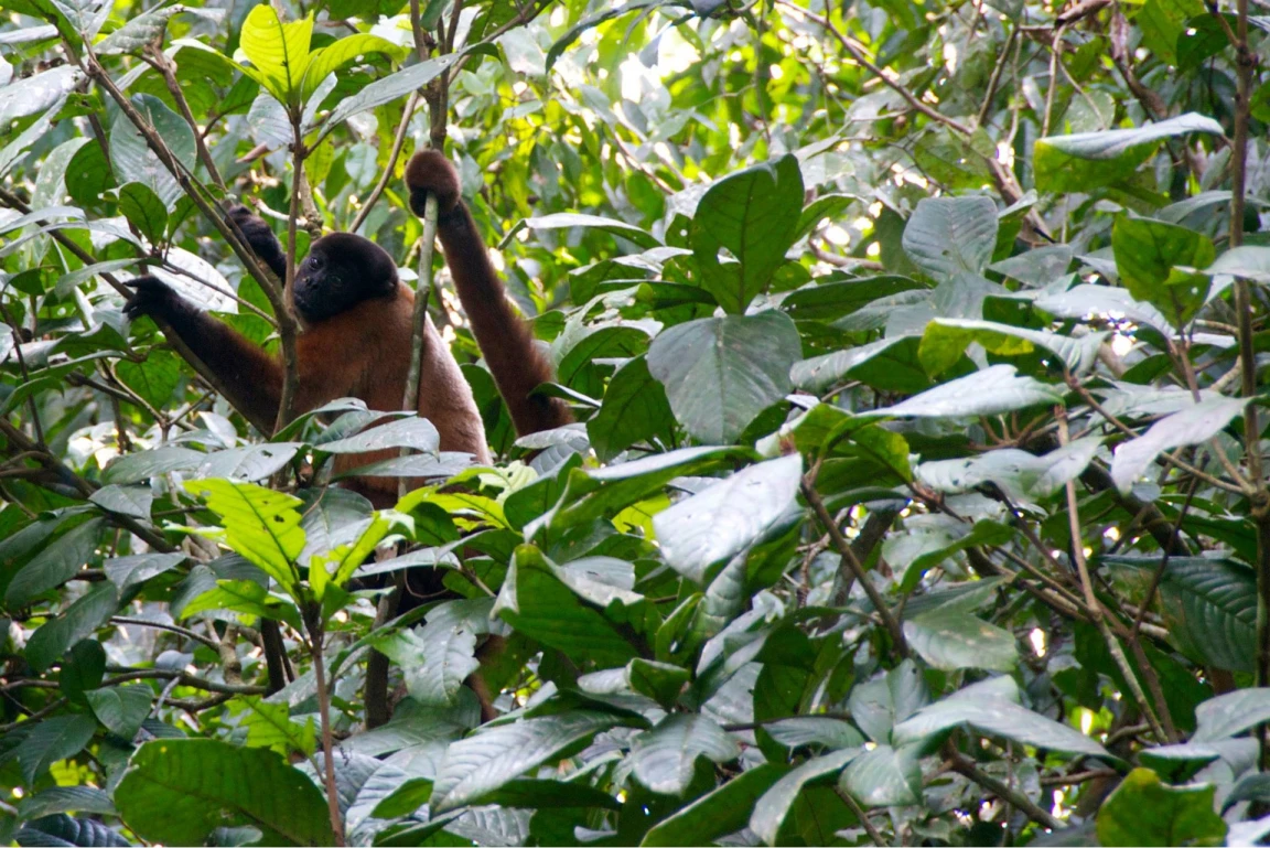 A photo from Brentwood's Amazon student trip