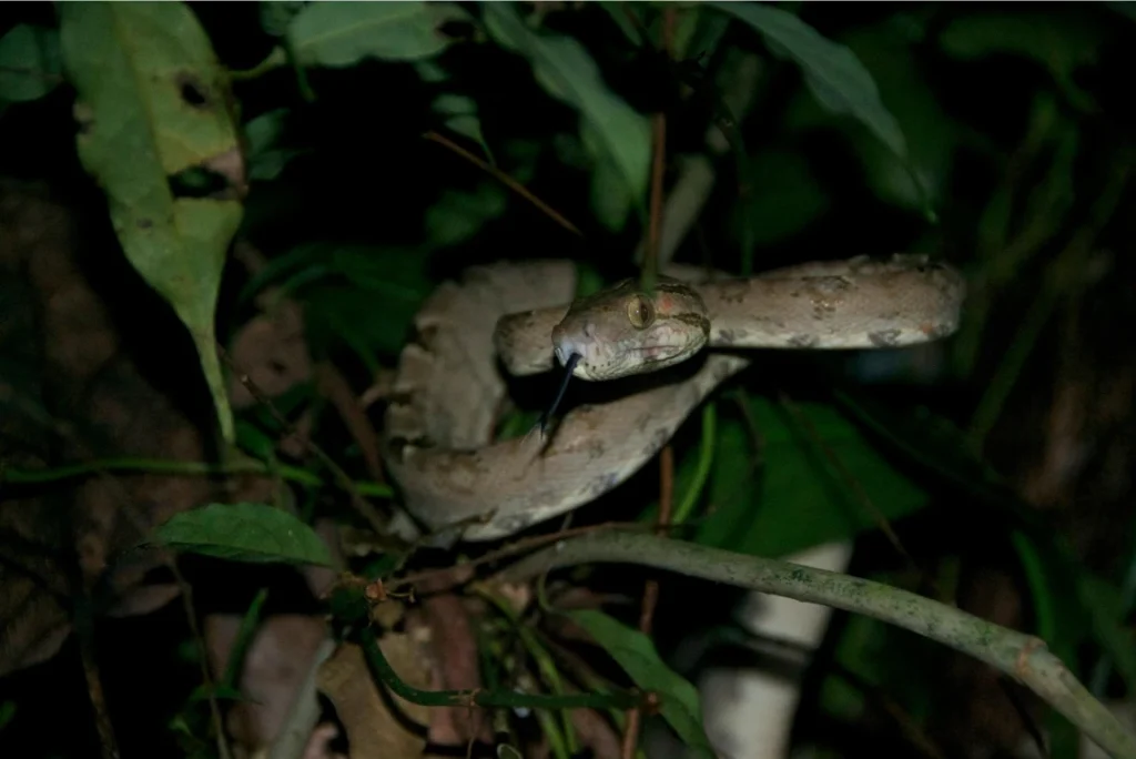 A photo from Brentwood's Amazon student trip
