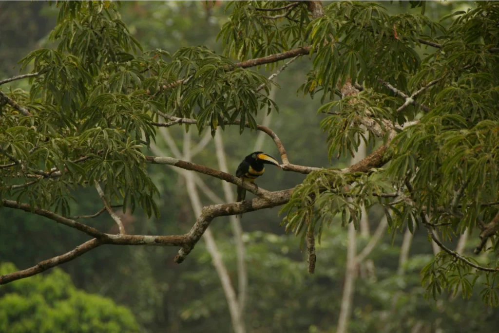 A photo from Brentwood's Amazon student trip