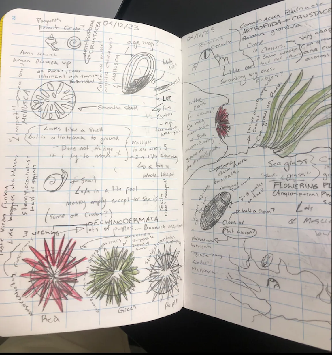 A student's scientific illustration field notebook with sketches of shoreline species