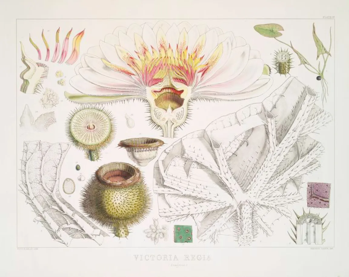 Vintage 1851 scientific illustration of the Victoria regia waterlily